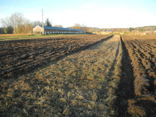 L`allée herbeuse au centre, non labourée.